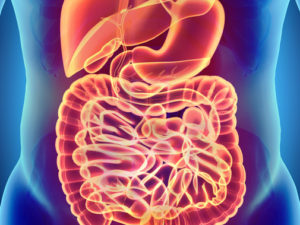 Gut Health in Greenville, SC